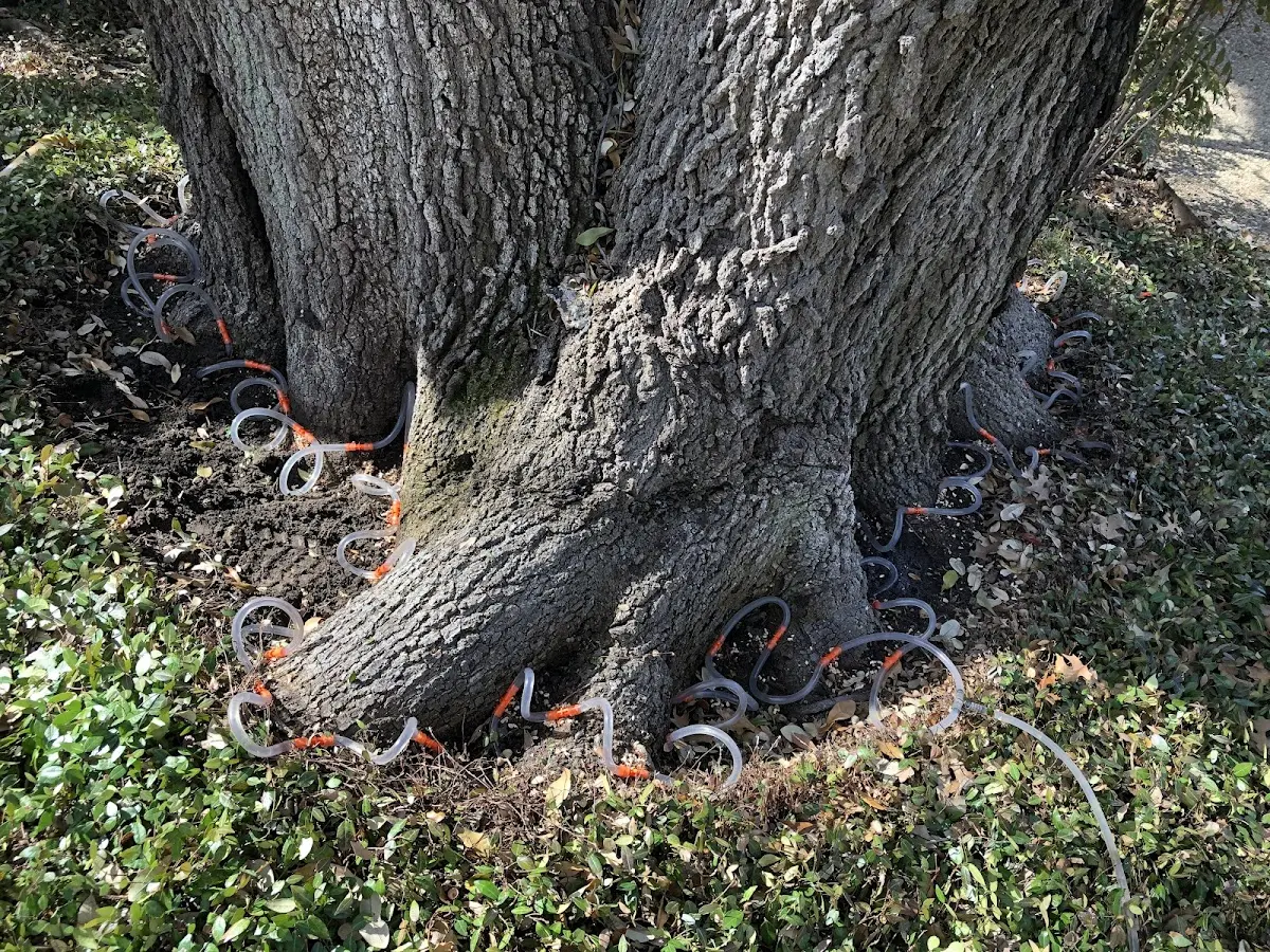 Detailed Tree Cabling and Bracing job site in Rosenberg