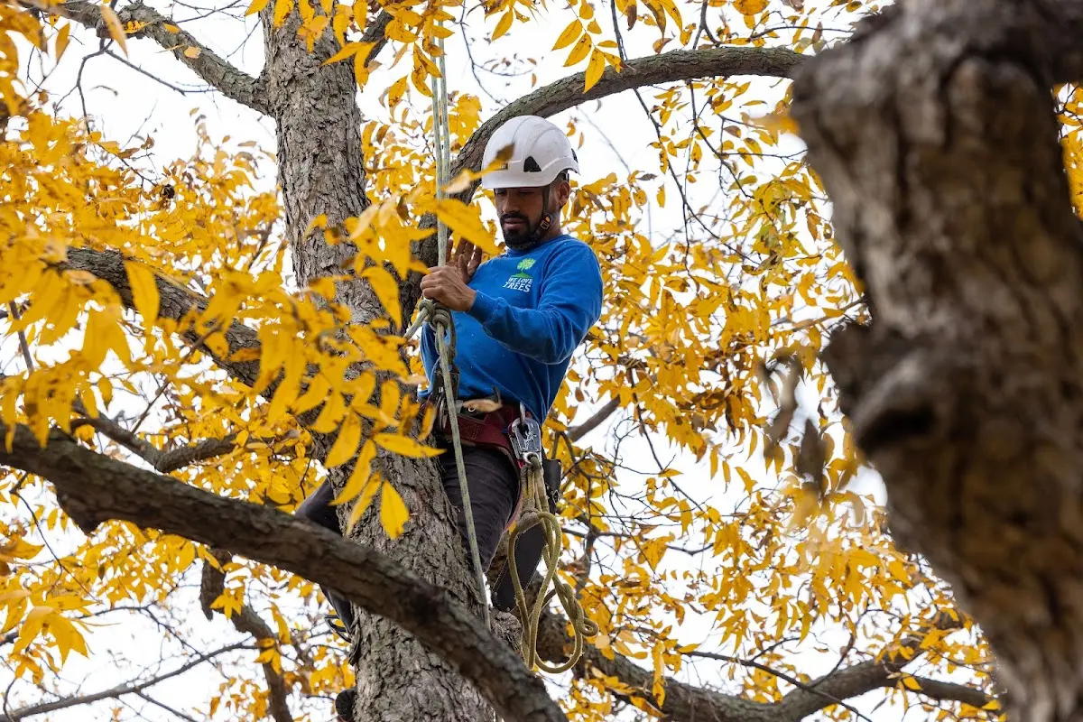 Skilled Dead Tree Removal crew working in Rosenberg