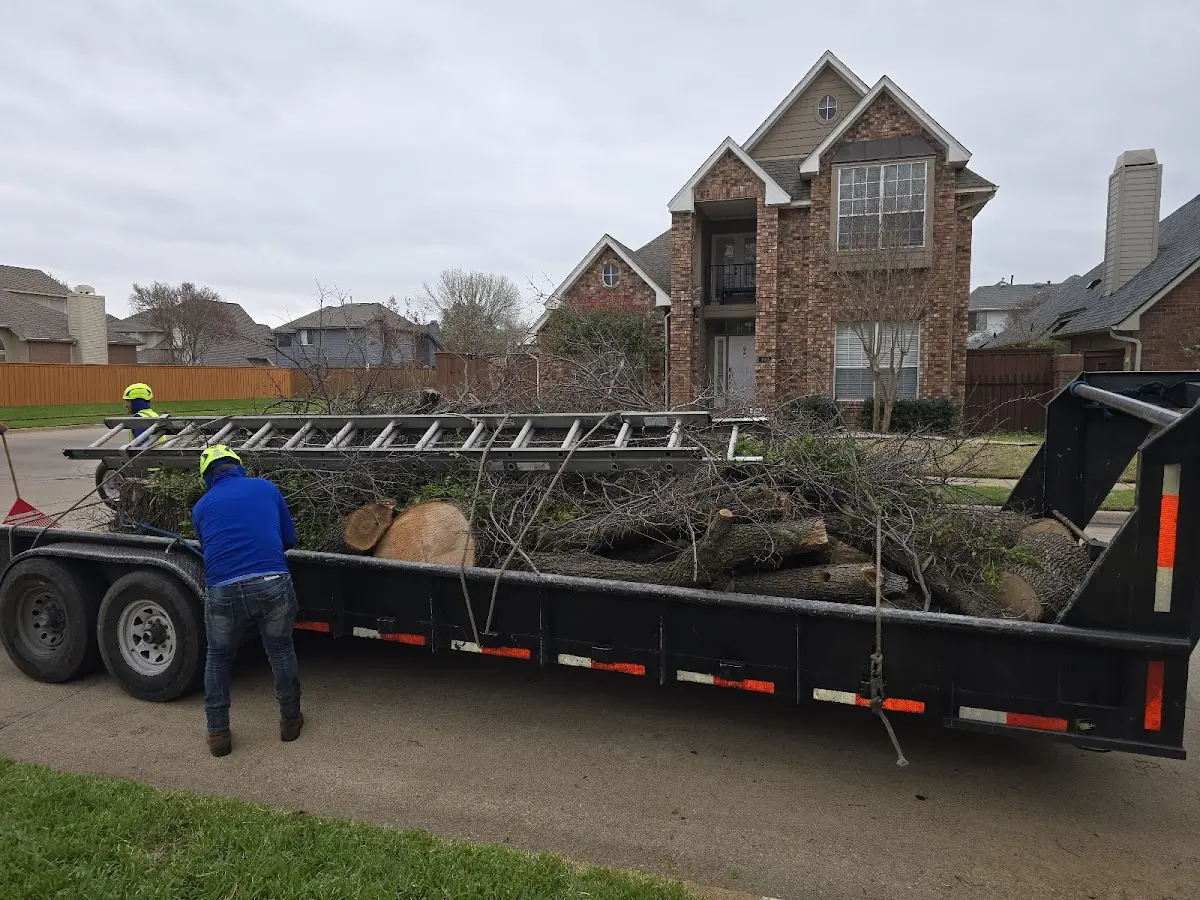 Expert Tree Removal with proper safety equipment in Rosenberg